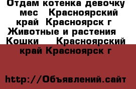 Отдам котенка девочку 4 мес - Красноярский край, Красноярск г. Животные и растения » Кошки   . Красноярский край,Красноярск г.